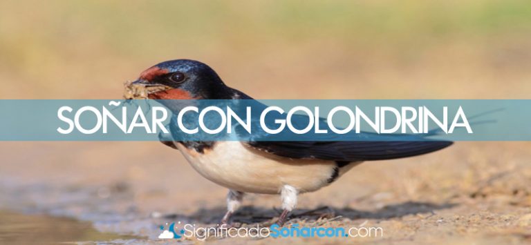 Como Alimentar A Una Golondrina Bebe